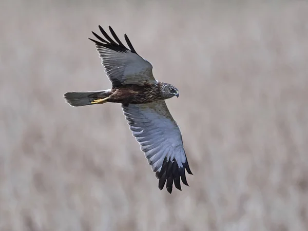 Western Marsh Harrier Nel Suo Habitat Naturale — Foto Stock