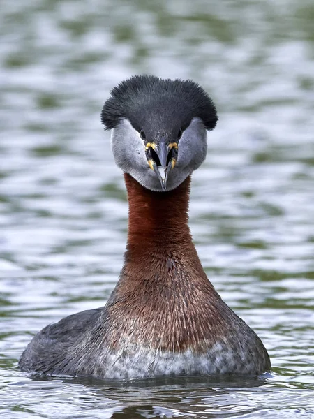 Grebe Pescoço Vermelho Seu Habitat Natural Dinamarca — Fotografia de Stock