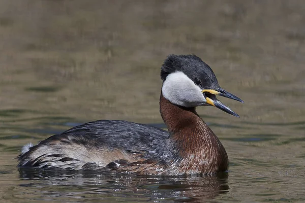 Roodhalsfuut Zijn Natuurlijke Habitat Denemarken — Stockfoto