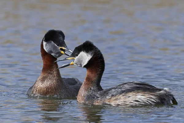 Red Necked Grebe Its Natural Habitat Denmark — Stock Photo, Image