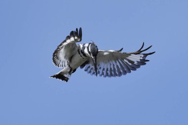 Alaca yalıçapkını (Ceryle Rudisi)