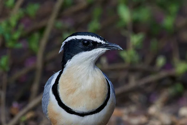 Mısır pulluğu (Pluvianus aegyptius) — Stok fotoğraf