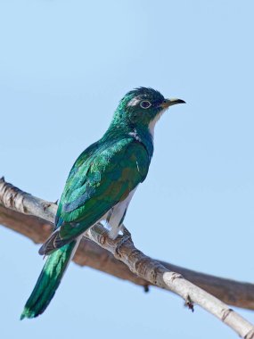 Klaas guguk kuşu (Chrysococcyx klaas)