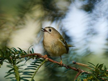 Çalıkuşu (regulus regulus)