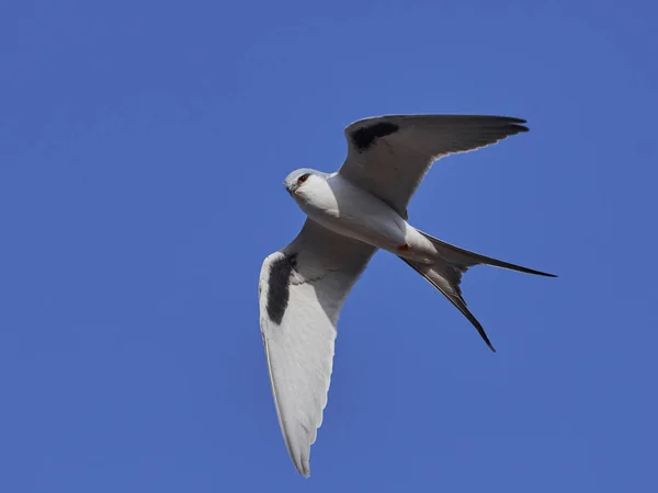 Afrikanska SCCS kite (Chelictinia riocourii) — Stockfoto