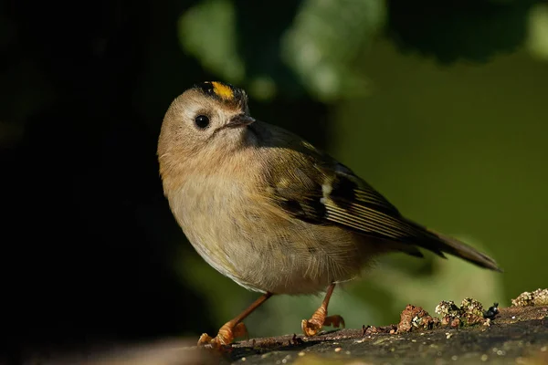 Goldcrest (ο Βασιλίσκος ο Βασιλίσκος) — Φωτογραφία Αρχείου