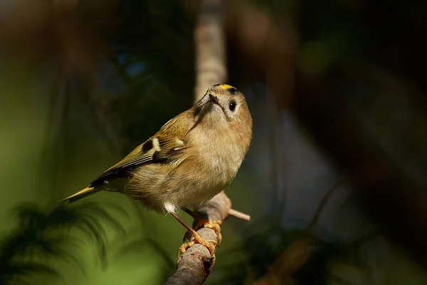 Goldcrest (ο Βασιλίσκος ο Βασιλίσκος) — Φωτογραφία Αρχείου