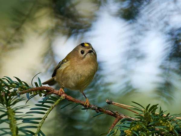 Goldcrest (Regulus regulus) — Stock Photo, Image