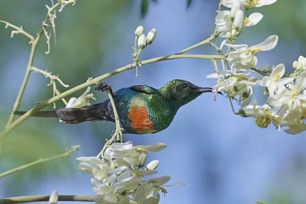 Vackra sunbird (Cinnyris pulchella) — Stockfoto