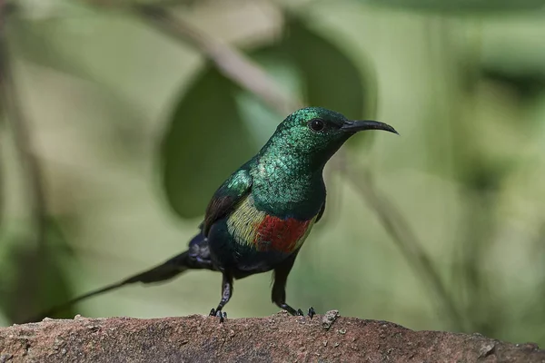 Güzel sunbird (Cinnyris pulchella) — Stok fotoğraf