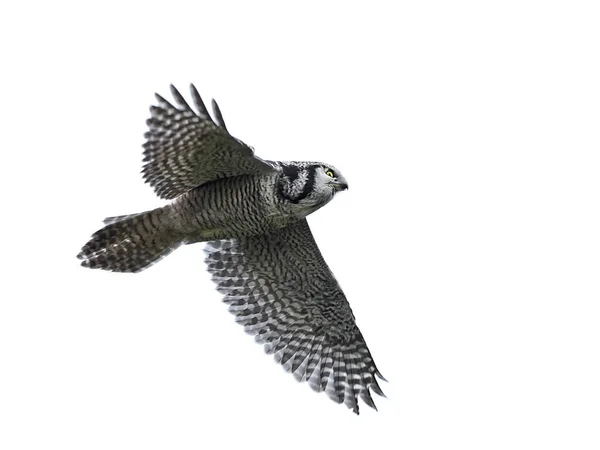 Noordelijke hawk uil (surnia ulula) — Stockfoto