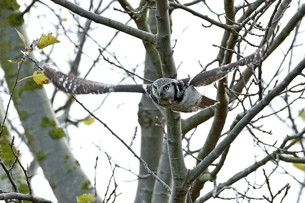 Noordelijke hawk uil (surnia ulula) — Stockfoto