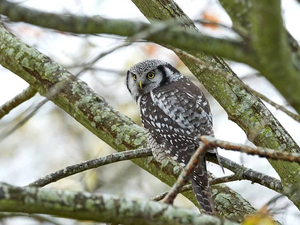 Βόρεια γερακιού owl (surnia ulula) — Φωτογραφία Αρχείου