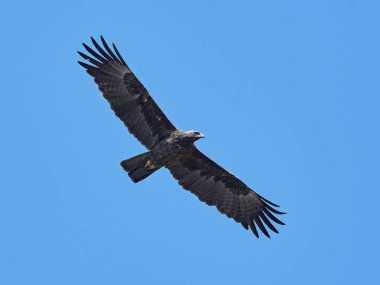 Wahlbergs kartalı (Hieraaetus wahlbergi)