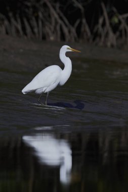 Büyük Egret (ardea alba)