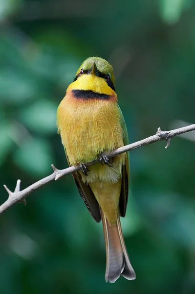 Little bee-eater (Merops pusillus) — Stock Photo, Image