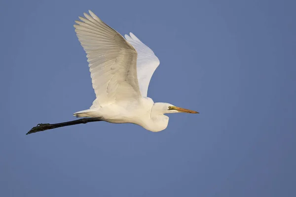 Great Egret (ardea alba)) — 图库照片