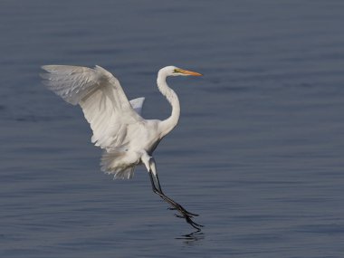 Büyük Egret (ardea alba)