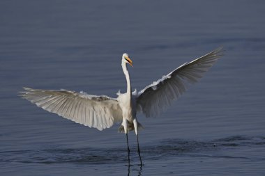 Büyük Egret (ardea alba)