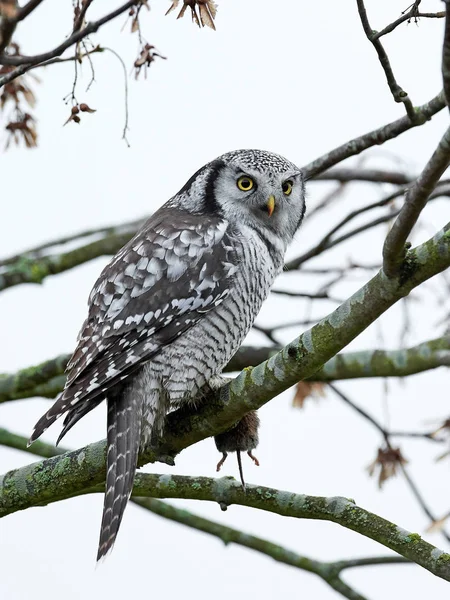 Noordelijke hawk uil (surnia ulula) — Stockfoto