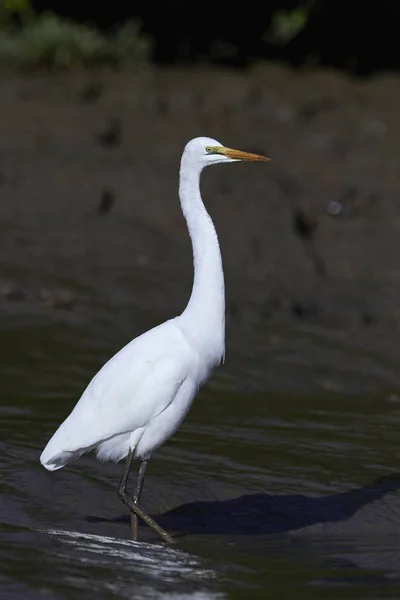 Great egret (Ardea alba) — Stock Photo, Image