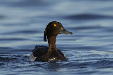 Ördek (Aythya fuligula)