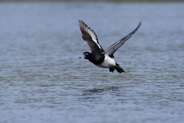 Tufted duck (Aythya fuligula) — Stock Photo, Image