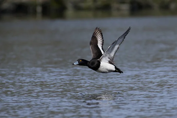 Tufted duck (Aythya fuligula) — Stock Photo, Image