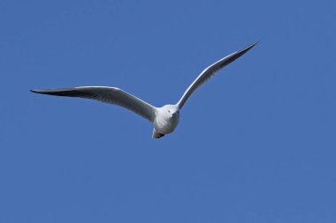 İnce gagalı martı (Chroicocephalus genei)