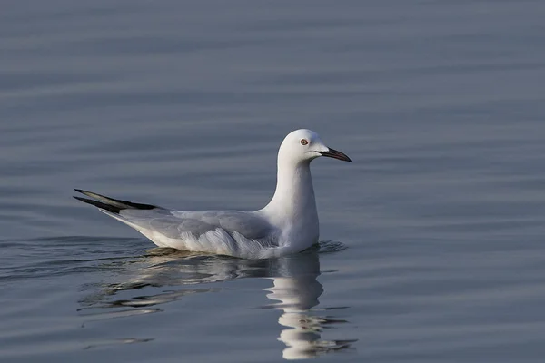 Goéland à bec mince (Chroicocephalus genei ) — Photo