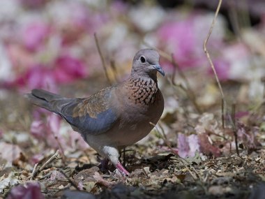 Dove (Spilopelia senegalensis gülüyor)