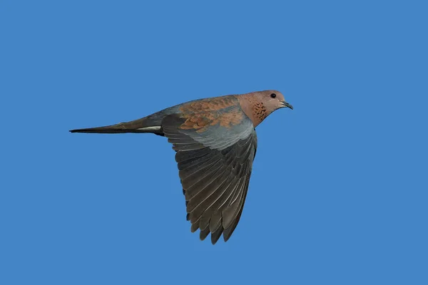 Pomba-risonha (Spilopelia senegalensis ) — Fotografia de Stock