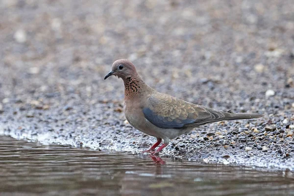 笑って鳩 (Spilopelia セネガレンシス) — ストック写真