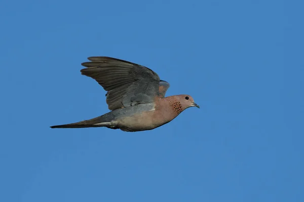 Dove (Spilopelia senegalensis gülüyor) — Stok fotoğraf