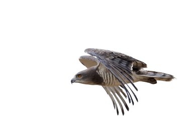 Beaudouins yılan kartalı (Circaetus beaudouini)