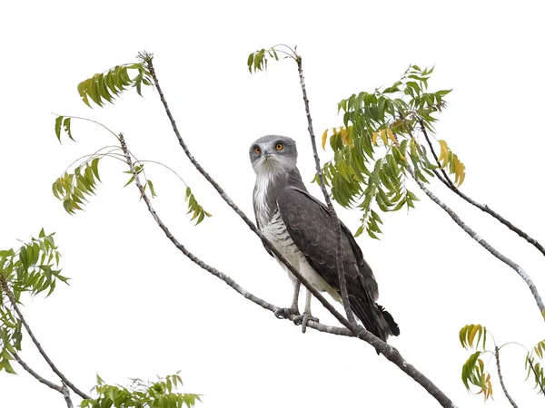 Schlangenadler (circaetus beaudouini)) — Stockfoto