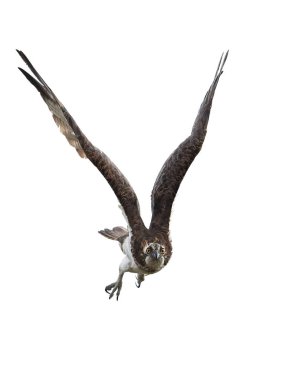 Sorguç (pandion haliaetus)