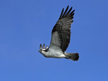 Sorguç (pandion haliaetus)