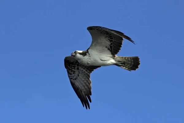 Rybołów (pandion haliaetus) — Zdjęcie stockowe