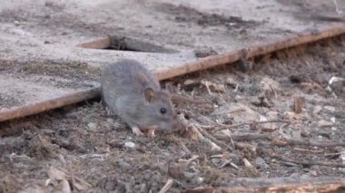 Kopenhag, Danimarka 'da kahverengi sıçan (Rattus norvegicus)