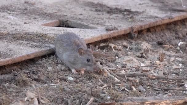 Brunråtta Rattus Norvegicus Köpenhamn Danmark — Stockvideo