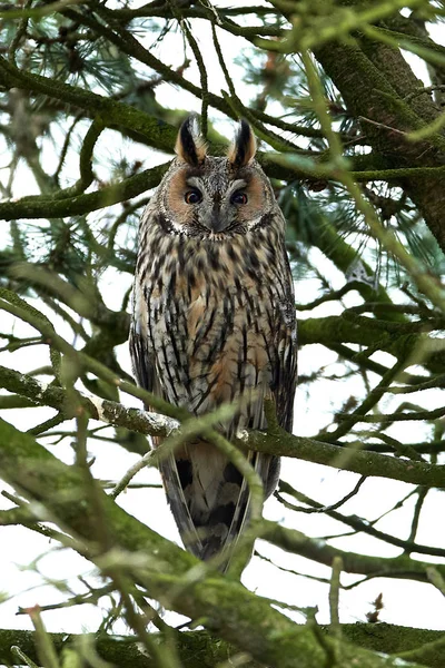 Northern long-eared owl (Asio otus) — Stock Photo, Image