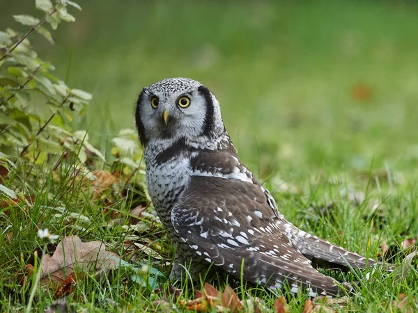 Búho Halcón del Norte (Surnia ulula ) — Foto de Stock