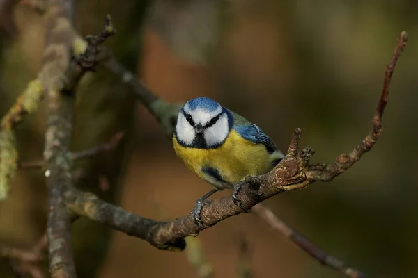 Mamas azuis (Cyanistes caeruleus ) — Fotografia de Stock