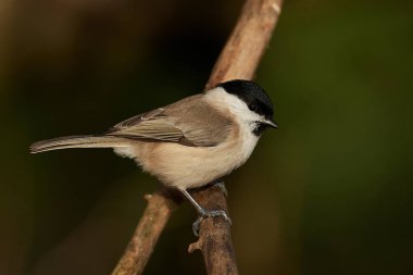 Marsh baştankara (Poecile palustris)