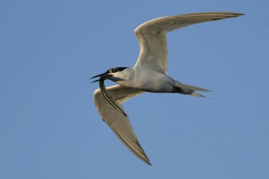Sandviç Tern (thalasseus sandvicensis)