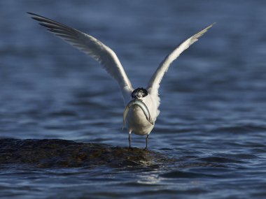 Sandviç Tern (thalasseus sandvicensis)