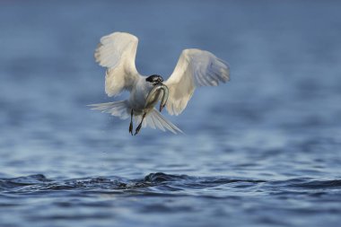 Sandviç Tern (thalasseus sandvicensis)