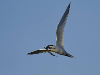 Sandviç Tern (thalasseus sandvicensis)