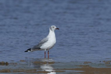 Gri başlı martı (Chroicocephalus cirrocephalus)